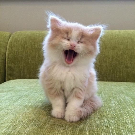 Cute cat
